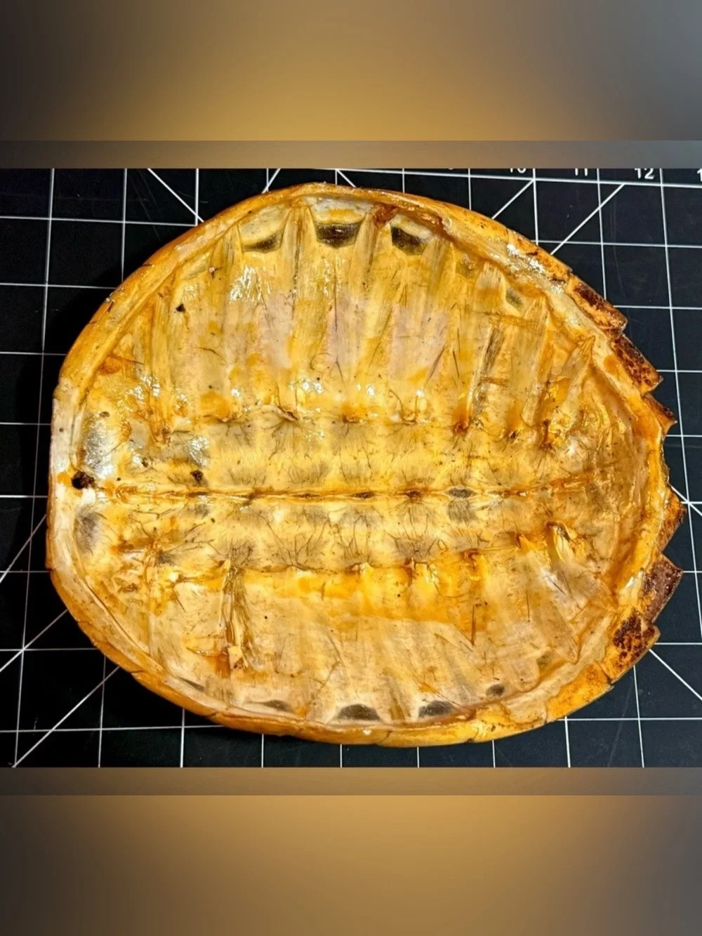 Natural Oddities Large Authentic Turtle Shell – Size Shown in Product Photos